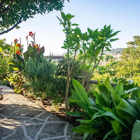 Villa Il Mandorlo With Garden And Terrace In Forio D'ischia Forio di Ischia
