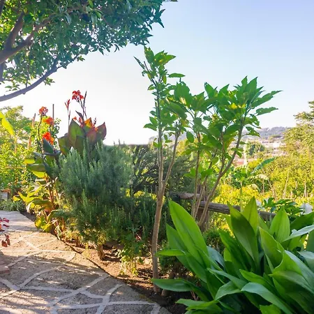 Villa Il Mandorlo With Garden And Terrace In Forio D'ischia Forio di Ischia